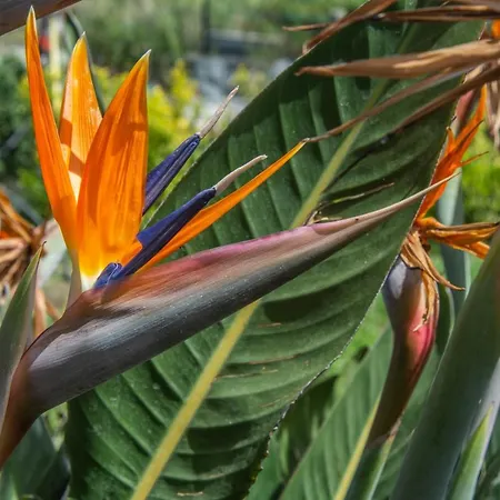 Nyaraló Casa Yucca Forio di Ischia